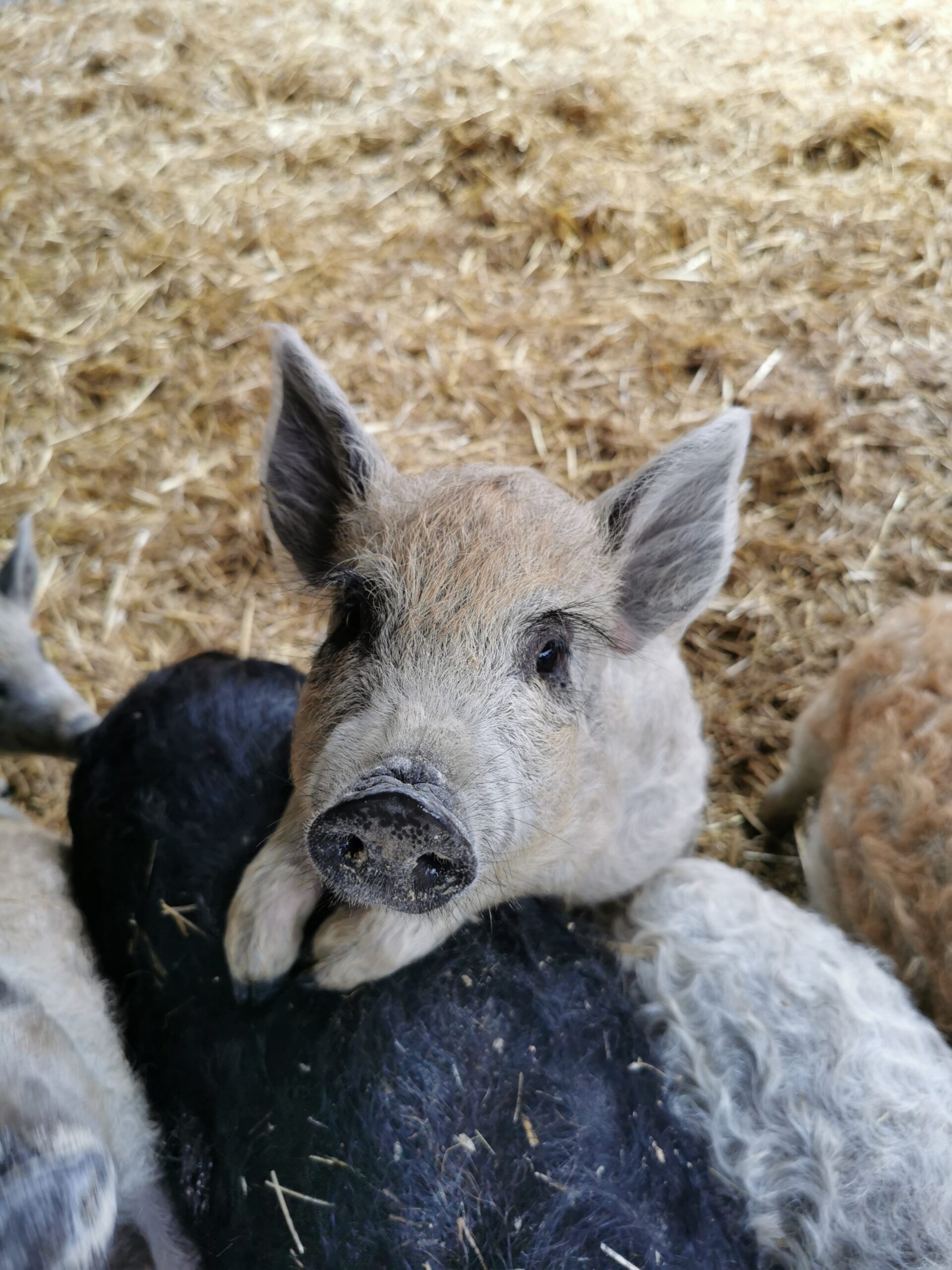 Mangalitzaferkel erfolgreich aufgezogen