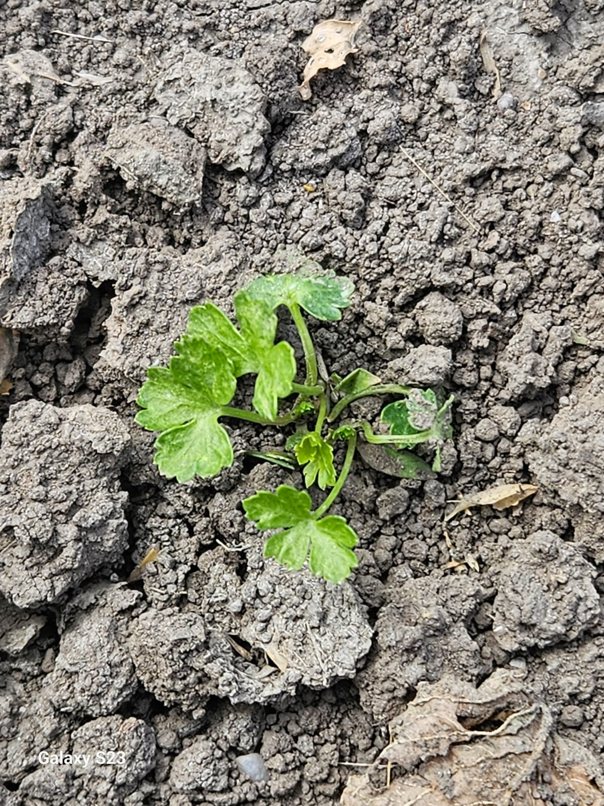 Versuchsbesichtigung Herbizide in Kräutern